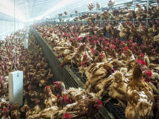 2-A-factory-farm-oregon