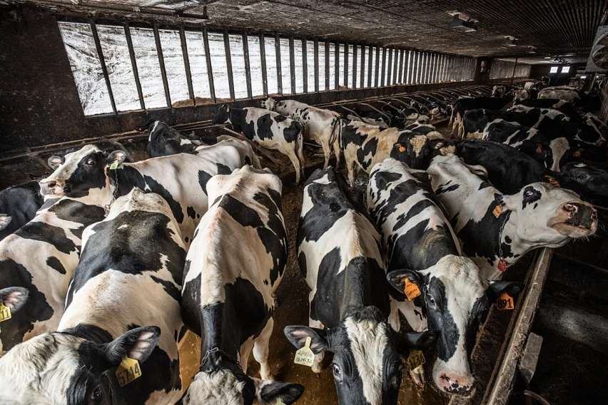 3-B-cattle-intensive-confinement-indoors