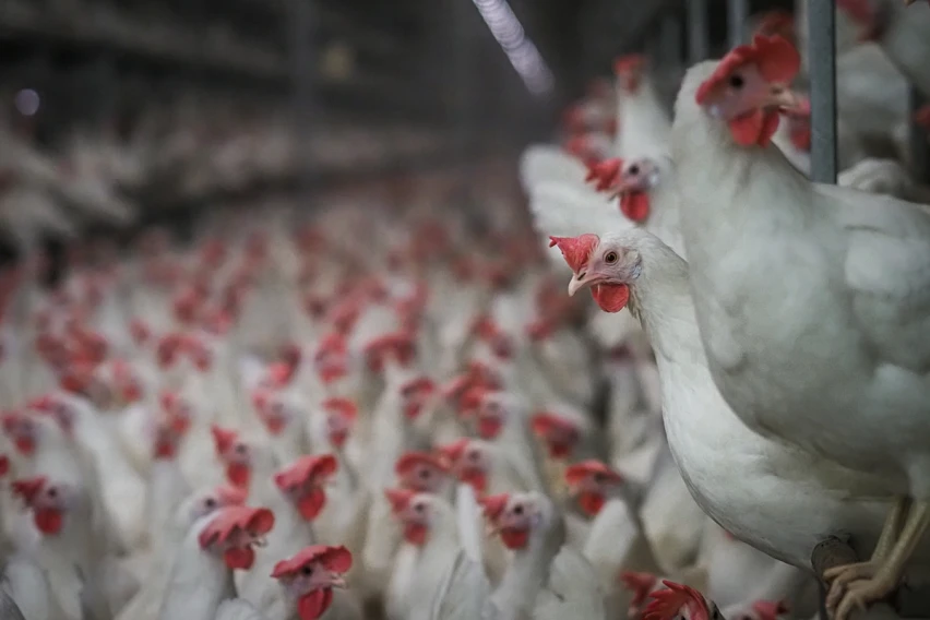 3-D-chicken-factories
