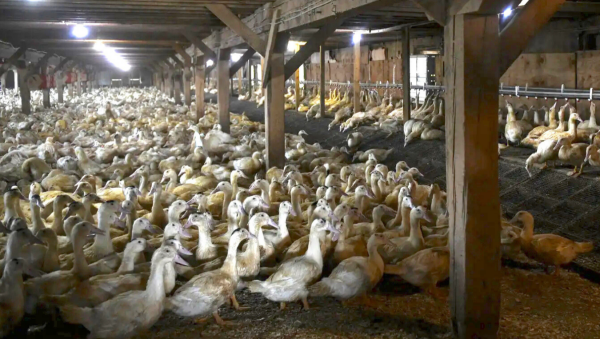 ban-foie-gras-in-portland-oregon-2